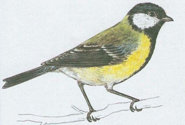 Pt�ci - P�vci - S�kora ko�adra (Parus major L.)