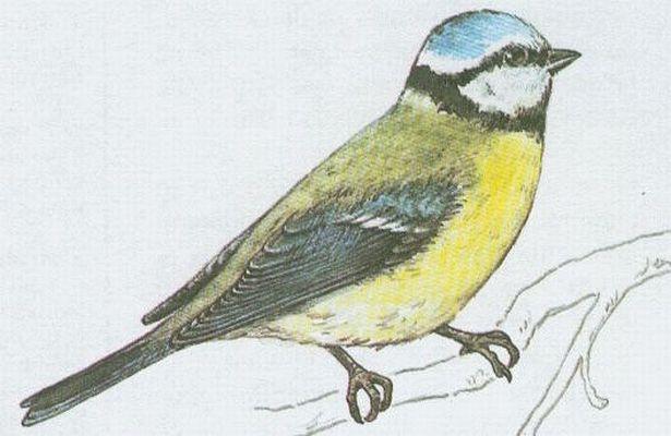 Ptci - Pvci - Skora modnka (Parus caeruleus L.)