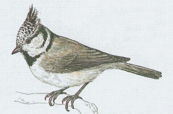 Ptci - Pvci - Skora parukka (Parus cristatus L.)