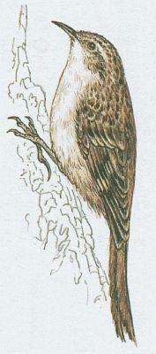 Ptci - Pvci - ouplek dlouhoprst (Certhia familiaris L.)
