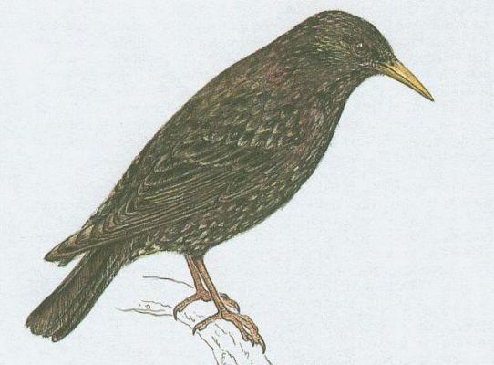 Ptci - Pvci - paek obecn (Sturnus vulgaris L.)