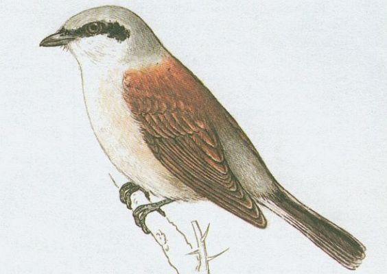 Ptci - Pvci - uhk obecn (Lanius collurio L.)