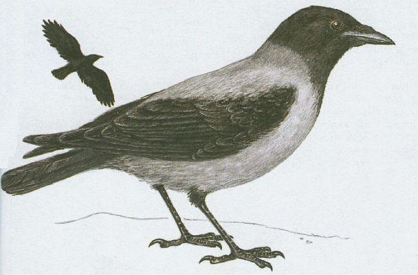 Pt�ci - P�vci - Vr�na obecn� (Corvus corone L.)