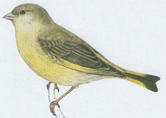 Ptci - Pvci - Zvonek zelen (Carduelis chloris /L./)