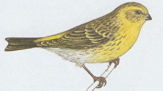 Ptci - Pvci - Zvonohlk obecn (Serinus serinus /L./)