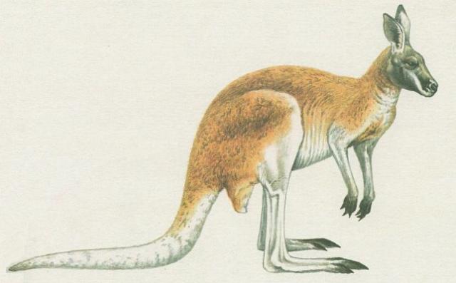 Savci - Vanat - Klokan rud (Macropus rufus)