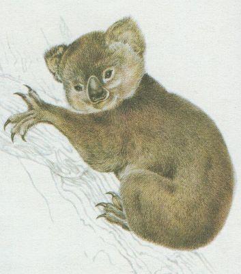 Savci - Vanat - Koala australsk (Phascolarctos cinereus)