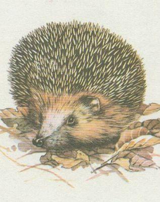 Savci - Hmyzoravci - Jeek vchodn (Erinaceus concolor Mert.)