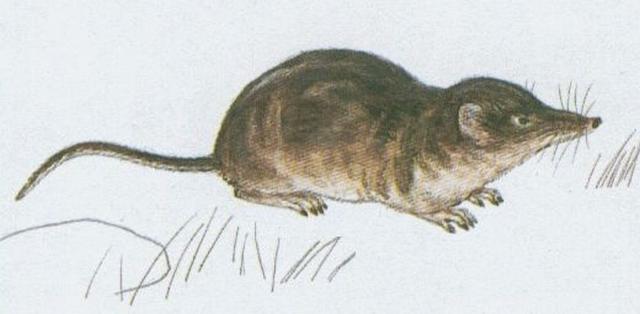 Savci - Hmyzoravci - Rejsek obecn (Sorex araneus L.)