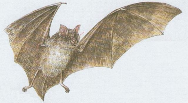 Savci - Letouni - Vrpenec velk (Rhinolophus ferrumequinum /Schreb./)