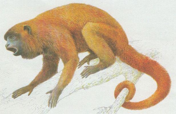 Savci - Prim�ti - V�e��an rezav� (Alouatta seniculus)