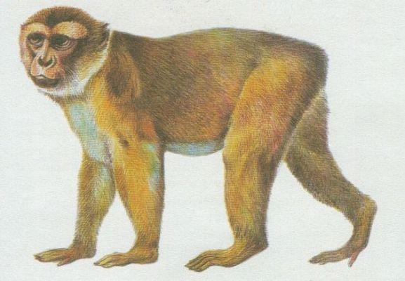 Savci - Primti - Makak rhesus (Macaca mulatta)