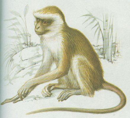 Savci - Primti - Kokodan zelen (Cercopithecus aethiops)