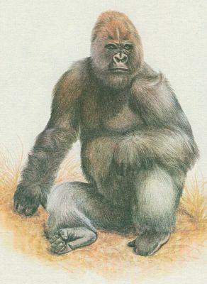 Savci - Primti - Gorila obecn (Gorilla gorilla)