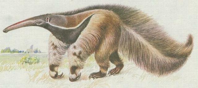 Savci - Chudozub - Mravenenk velik (Myrmecophaga jubata)