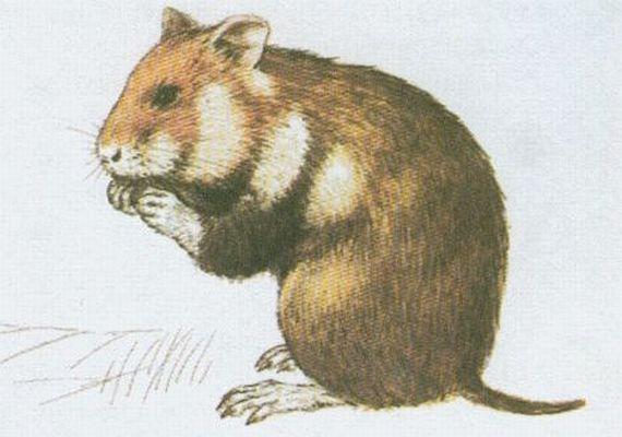 Savci - Hlodavci - Keek poln (Cricetus cricetus /L./)