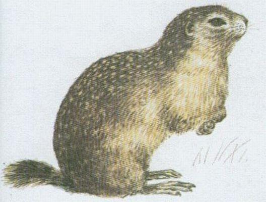 Savci - Hlodavci - Sysel obecn (Citellus citellus /L./)