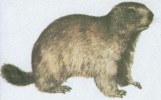 Savci - Hlodavci - Svi horsk (Marmota marmota /L./)