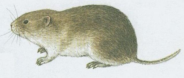 Savci - Hlodavci - Hrabo poln (Microtus arvalis /Pall./)