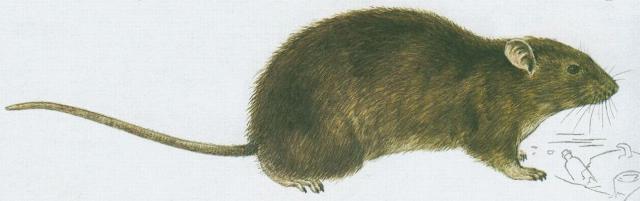 Savci - Hlodavci - Potkan (Rattus norvegicus /Berk./)