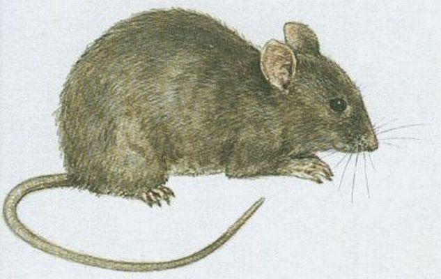 Savci - Hlodavci - Myš domácí (Mus musculus L.)