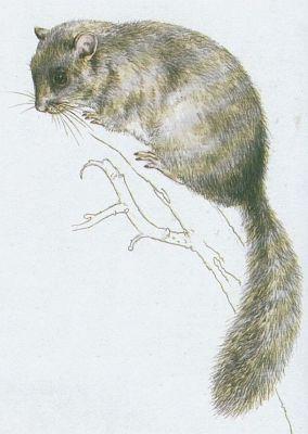 Savci - Hlodavci - Plch velk (Glis glis /L./)