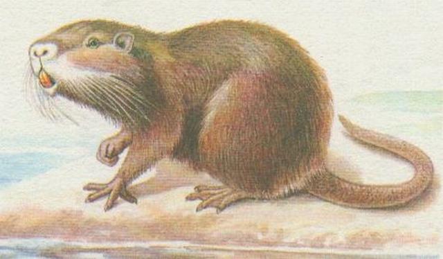 Savci - Hlodavci - Nutrie n (Myocastor coypus)