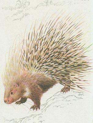 Savci - Hlodavci - Dikobraz bloocas (Hystrix leucura)