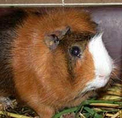 Savci - Hlodavci - More perunsk (Cavia aperea f. porcellus)