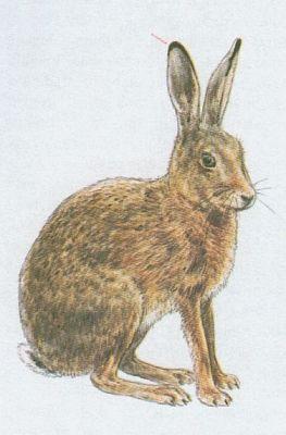 Savci - Zajcovci - Zajc poln (Lepus europaeus Pall.)