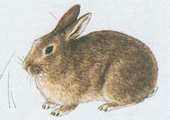 Savci - Zajcovci - Krlk divok (Oryctolagus cuniculus /L./)