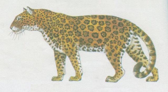 Savci - elmy - Jagur americk (Panthera onca)