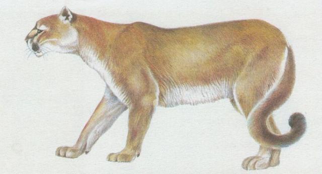 Savci - elmy - Puma (Puma concolor)
