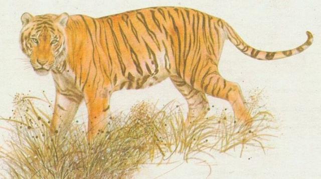 Savci - elmy - Tygr sibisk (Panthera tigris longipilis)