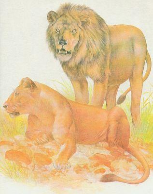 Savci - elmy - Lev pustinn (Panthera leo)