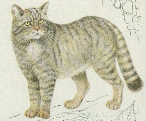 Savci - elmy - Koka divok (Felis silvestris Schreb.)