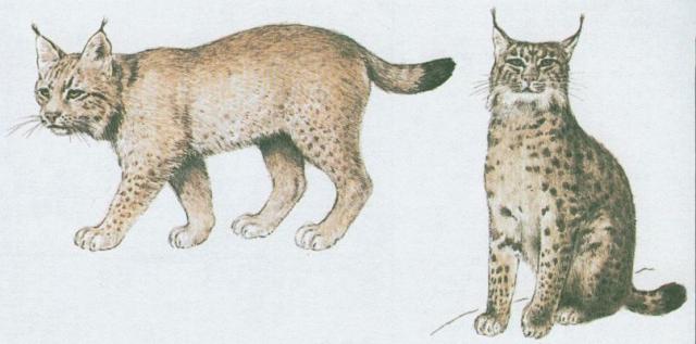 Savci - elmy - Rys ostrovid (Lynx lynx /L./)