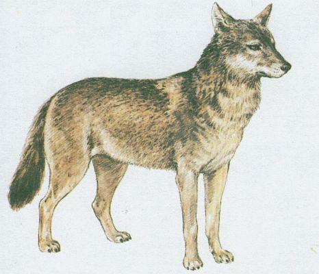 Savci - elmy - Vlk (Canis lupus L.)