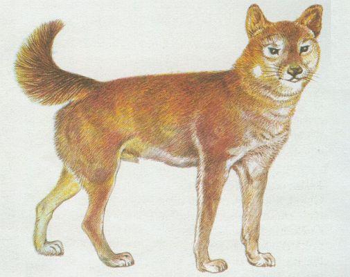 Savci - elmy - Pes dingo (Canis dingo)