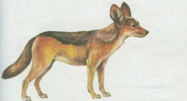 Savci - elmy - akal abrakov (Canis mesomelas)