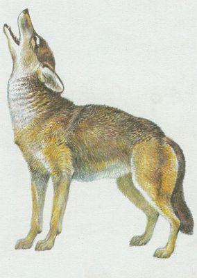 Savci - elmy - Kojot prrijn (Canis latrans)