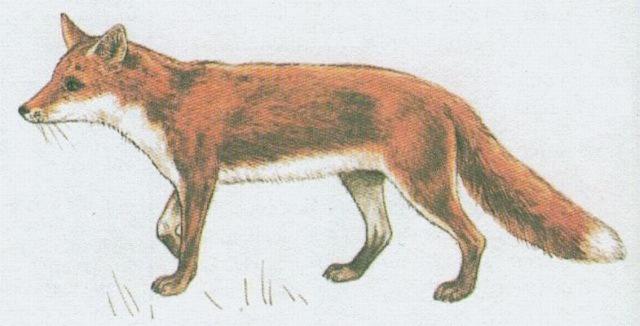 Savci - elmy - Lika obecn (Vulpes vulpes /L./)