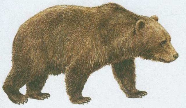 Savci - elmy - Medvd hnd (Ursus arctos L.)