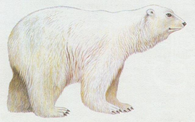 Savci - elmy - Medvd ledn (Thalarctos maritimus)