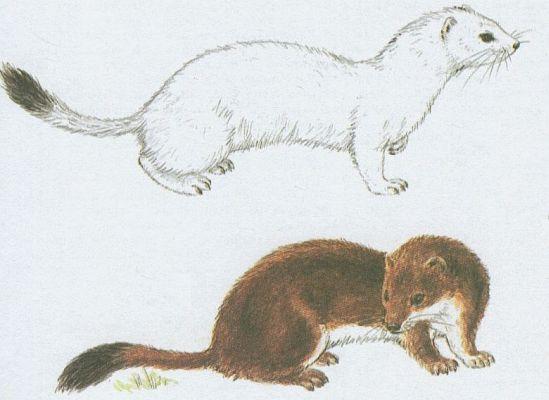 Savci - elmy - Hranostaj (Mustela erminea L.)
