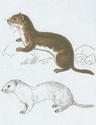 Savci - Šelmy - Lasice kolčava (Mustela nivalis L.)