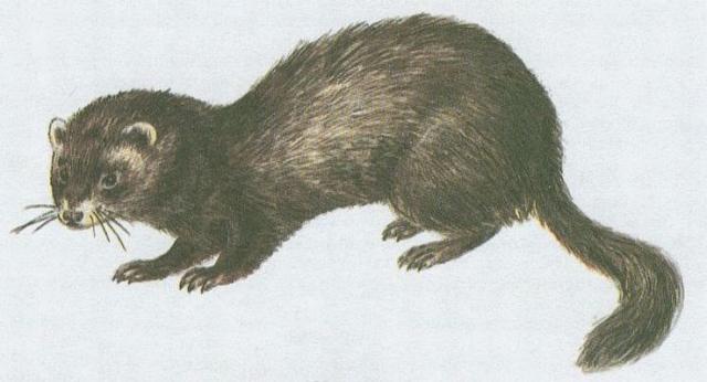 Savci - elmy - Tcho tmav (Putorius putorius L.)