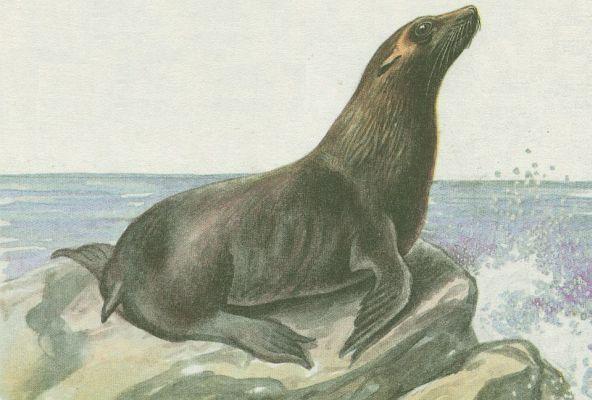 Savci - elmy - Lachtan kalifornsk (Zalophus californianus)