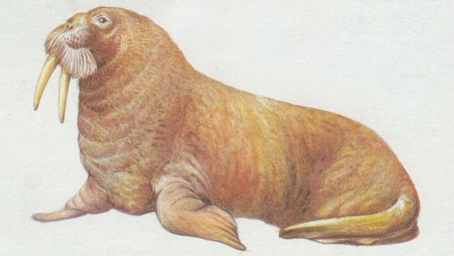 Savci - elmy - Mro atlantsk (Odobaenus rosmarus)