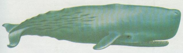 Savci - Kytovci - Vorva (Physeter catodon)